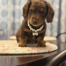 Dachshund Puppies from Memaw’s Minis Babies Doxies