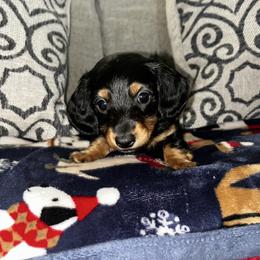 Black And Tan Male - Black and tan male Dachshund puppy in Blackstone, Virginia from Cheyenne's Dachshunds
