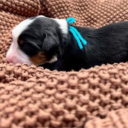 Miss Fresca - Tri-color female Bernedoodle puppy in Hegins, Pennsylvania from Bubbling Springs Doodles, LLC