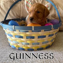 Guinness - Yellow male Labrador Retriever puppy in Water Valley, Mississippi from Three Lakes Labs & WHDs