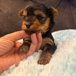 Leonardo DiCaprio - Black and tan male Yorkshire Terrier puppy in San Antonio, Texas from Sweet as dessert puppies