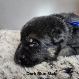 Blue - Black and red male German Shepherd puppy in Tony, Wisconsin from Muddy Acres German Shepherds