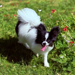 Clara - White black and tan female Papillon puppy in Louisiana from Maddylane Biewer Terriers