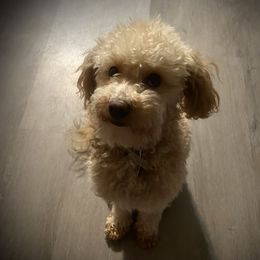 Dolly - Goldendoodle