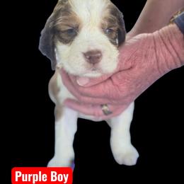Purple Collar - Liver white and roan male English Springer Spaniel puppy in Henagar, Alabama from Windy Oak Kennels