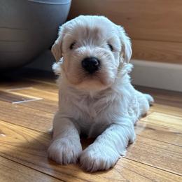 Archie - White male Miniature Schnauzer puppy in Auburn, Georgia from Very Special Mini Schnauzers