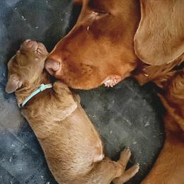Chesapeake Bay Retriever Puppies from Shore Acres Chesapeakes