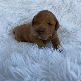 Purple- Collar - Red  female Goldendoodle puppy in Fairmont, West Virginia from Mountainside Doodles, LLC