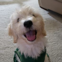 Goldendoodles from Gulf Shore Doodles