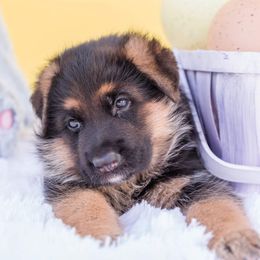 German Shepherd Puppies from vom Haus Jurincie