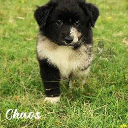 Chaos - Blue merle male Miniature Australian Shepherd puppy in Muskogee, Oklahoma from Tagalong Lane Australian shepherds