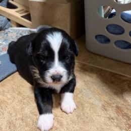 Jupiter - Black tri-color female Australian Shepherd puppy in Friendswood, Texas from 3M Australian Sheperds