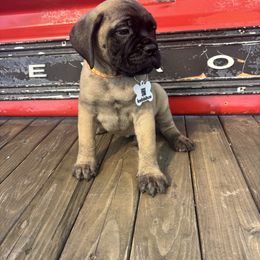 Tangerine - Fawn female Bullmastiff puppy in South Attleboro, Massachusetts from Bessettes Bullies