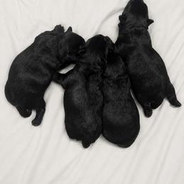 Female 3 - Black female Scottish Terrier puppy in Scurry, Texas from Starlight Scotties of Texas
