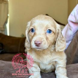 Teddy - Cream male Dachshund puppy in Hornbeck, Louisiana from A&Z Mini Dachshunds