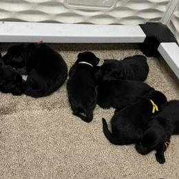 Girl 2 - female German Shepherd puppy in Hancock, New Hampshire from Kysarah German Shepherds