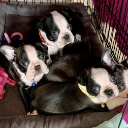 Boston Terriers from Andy's Happy Home Boston Terriers