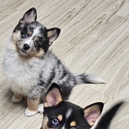 Pomsky Puppies from Wolfpack Pomskies