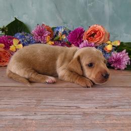 Stuart - Cream male Dachshund puppy in Florence, Arizona from Doxie Town Az
