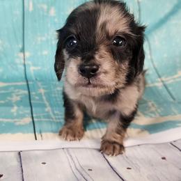 Ruby - Dapple female Dachshund puppy in Anaconda, Montana from Williams Family Dachshunds