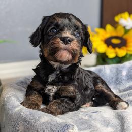 Winter - Black and tan female Cavapoo puppy in Casa, Arkansas from Blue Diamond Puppies
