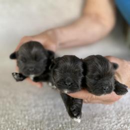 Blue girl 1 - Blue female Shih Tzu puppy in Newark, Ohio from Gemini Kennels