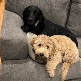 Melody - Goldendoodle
