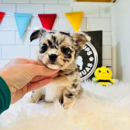 Ben - Blue merle male Chihuahua puppy in Dayton, Ohio from Petite Pups