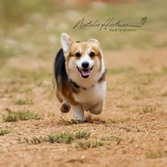 Pembroke Welsh Corgis from Mesquite Side Corgis