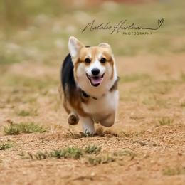 Pembroke Welsh Corgis from Mesquite Side Corgis
