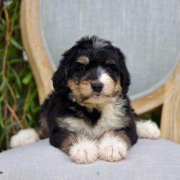 Wendy (Purple) - Tri-color female Bernedoodle puppy in Queen Creek, Arizona from Dulcito Doodles