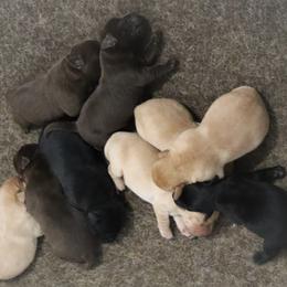 Blizzard - Yellow male Labrador Retriever puppy in Camden, Indiana from Camden's Caring Canines