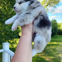 Bluebird's Tiger - Merle male Pomsky puppy in Princeton, Minnesota from Bluebird House of Pomsky