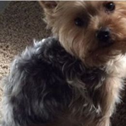 Jill - Yorkshire Terrier