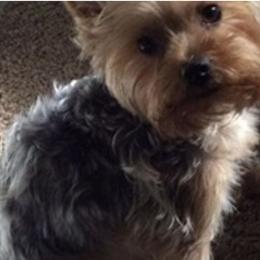 Jill - Yorkshire Terrier