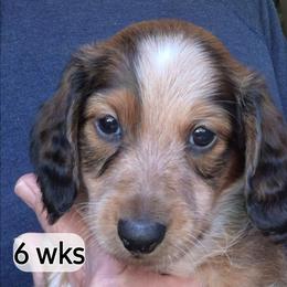 Hans - Piebald male Dachshund puppy in Bangs, Texas from Lickin'bach Miniature Dachshunds