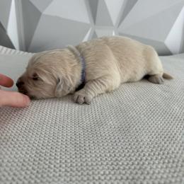 Purple collar - Light golden female Golden Retriever puppy in Radcliff, Kentucky from It’s A Golden Life