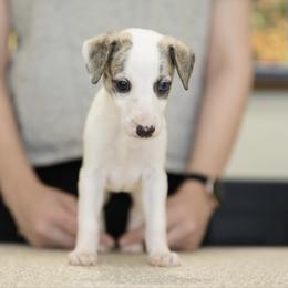 Weston - White and fawn brindle male Whippet puppy in Atlanta, Georgia from Sinaj