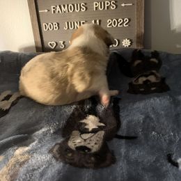 American Corgi Puppies from Mac-Kuz Kennels