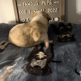American Corgi Puppies from Mac-Kuz Kennels