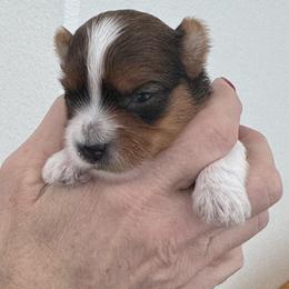 Evie - Chocolate, tan and white female Yorkshire Terrier puppy in West Fargo, North Dakota from A Yorkie Tale