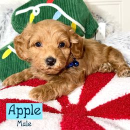 Apple - Red  male Goldendoodle puppy in Beecher, Illinois from Erica’s Doodles