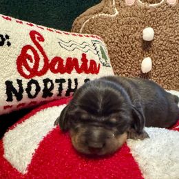 Boy 1 - Black and tan male Dachshund puppy in Franklin, Tennessee from Wendy's Weenies
