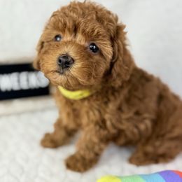 Cinderella - Red  female Poodle puppy in Florida from Adorable Toy-Miniature Poodles