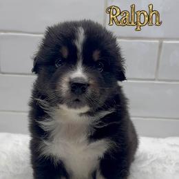 Ralph 'Wreck it Ralph' - Black tri-color male Australian Shepherd puppy in Zephyrhills, Florida from Highland Shelties & Aussies