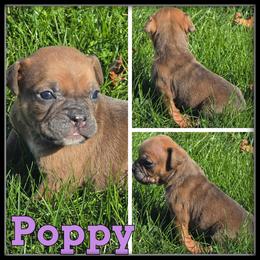 Poppy - Brown brindle female Olde English Bulldogge puppy in Merrill, Michigan from Haase Family Kennels