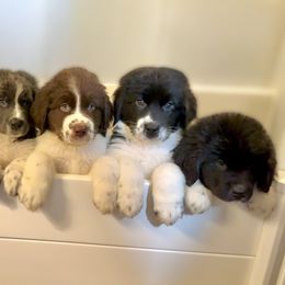 Assorted Doodle Crosses, Newfoundland, and Sheepadoodle Puppies from Sweet Creek Pups