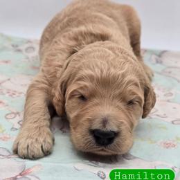 Hamilton - Apricot male Goldendoodle puppy in Neillsville, Wisconsin from Granton Creek