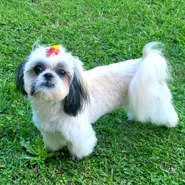 Shihpoos and Shih Tzus from Chancey's Puppy Oasis