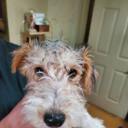 Girl 1 - Wire Fox Terrier puppy from Colorado Wire Fox Terriers